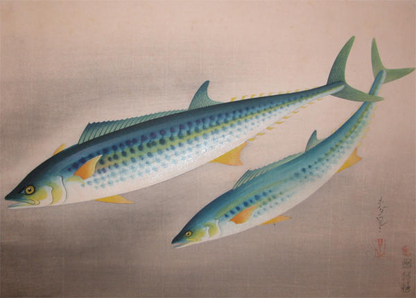 Spanish Mackerel