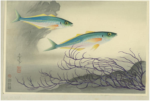 Japanese. Horse Mackerel