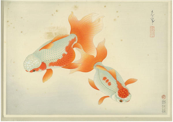 Lion-headed Goldfish