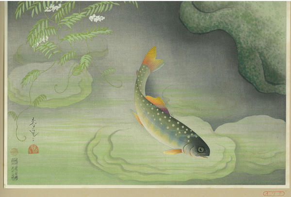 White-spotted Char