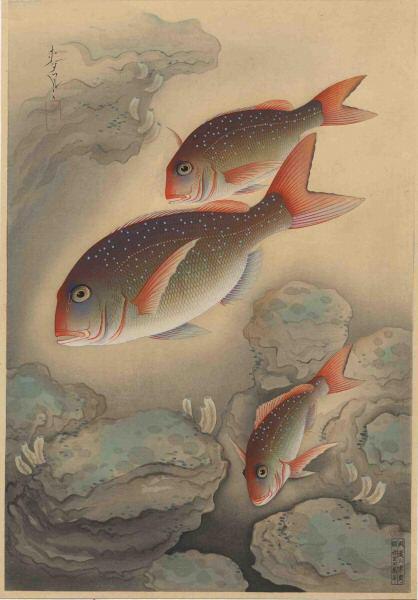 Red Bream- Tai