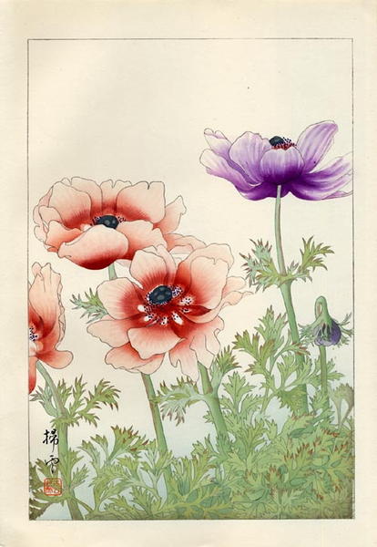 Giant poppies