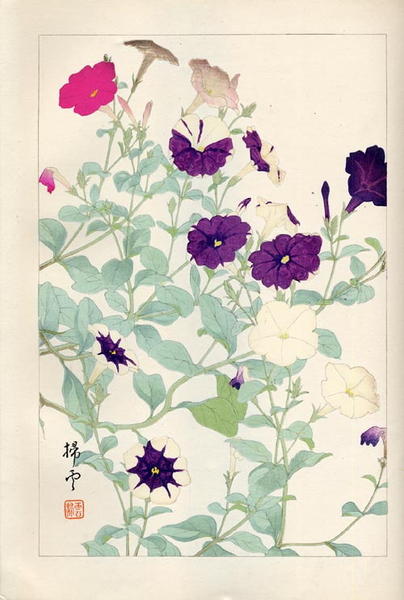 Morning Glories