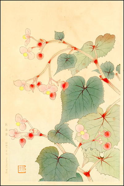 Begonias