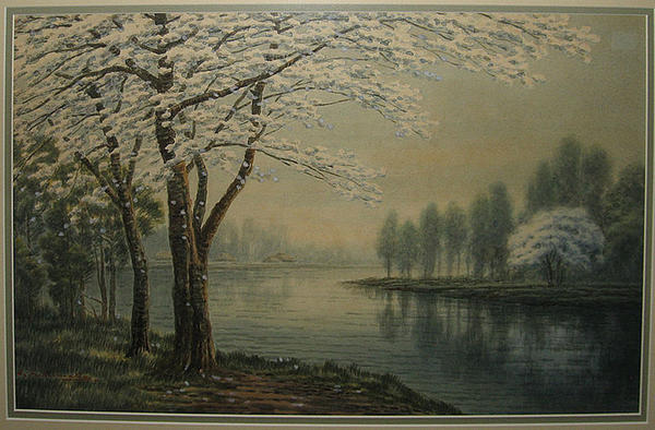 Spring Sakura by River