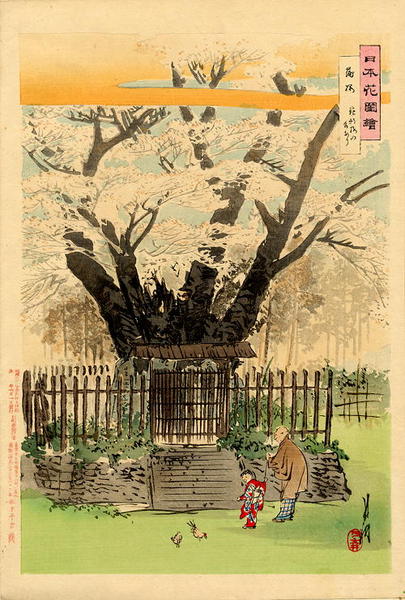 Cherry Tree