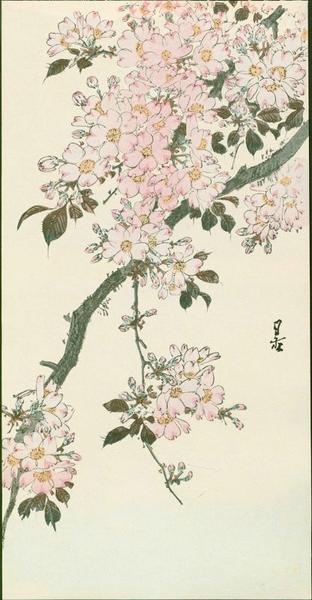 Cherry Blossoms