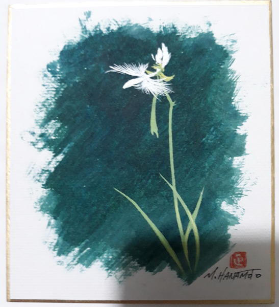Pecteilis radiata