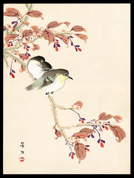 Japanese White-eyes on Cherry Branch