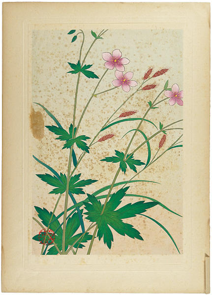Alpine Plants Catalogue - Carex Scita and Geranium krameri