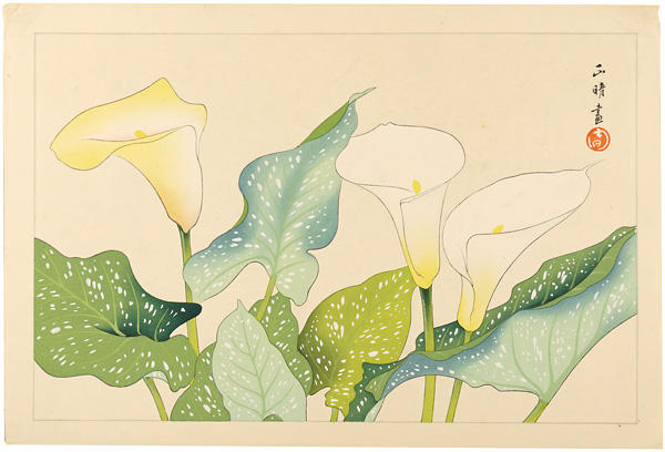 Calla