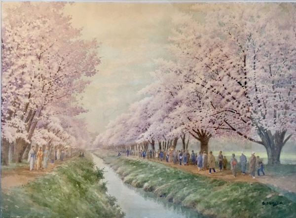 Cherry Blossom Viewing