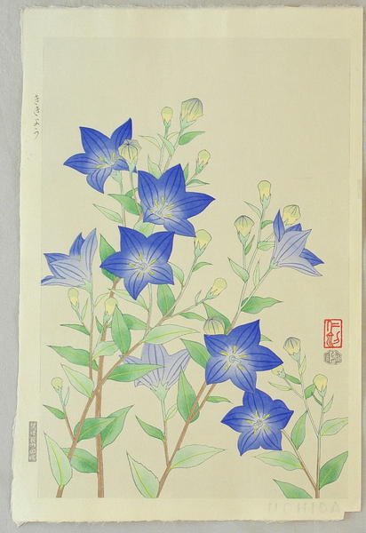 Chinese Bell Flower