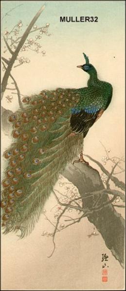 Peacock
