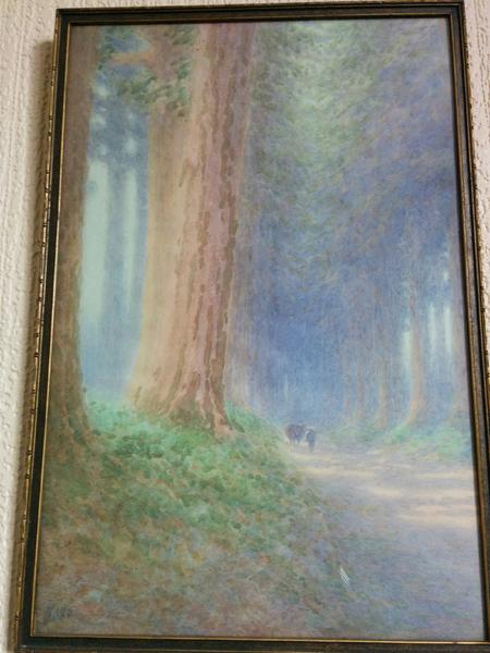 Pine Trees at Nikko
