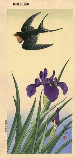 Swallow over iris
