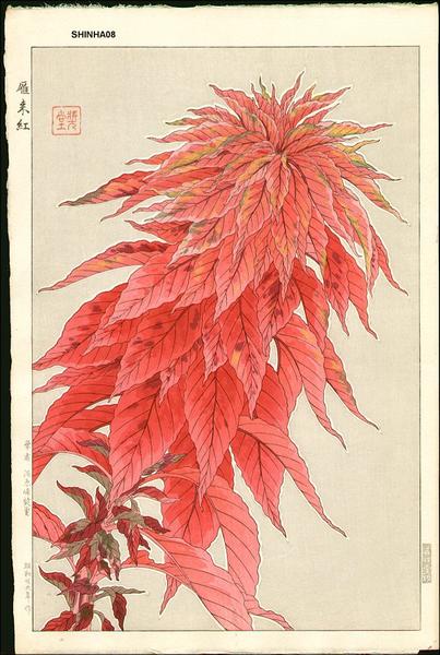 Hageitou- Red Amaranth