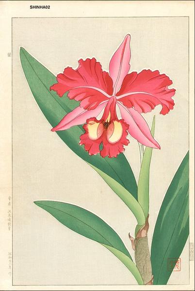 Orchid 1