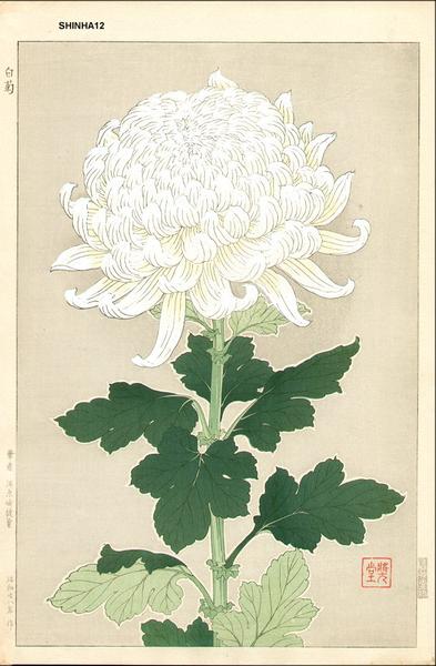 White Chrysanthemum