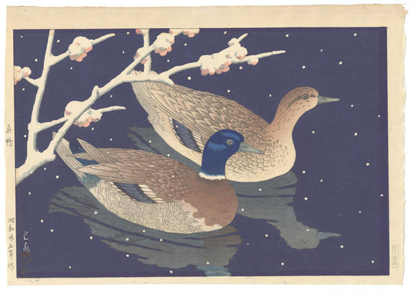 Mallard ducks- Magamo