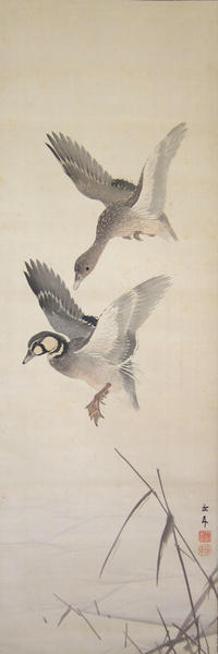 Flying wild ducks near the cold riverside