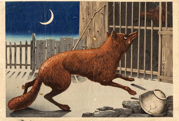 Fox attacking chicken pen