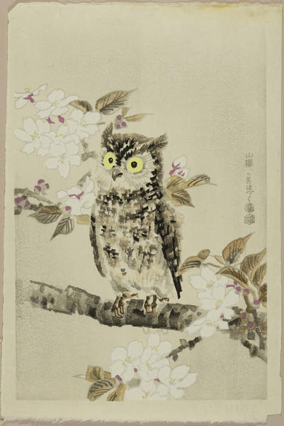 Owl and Cherry Tree