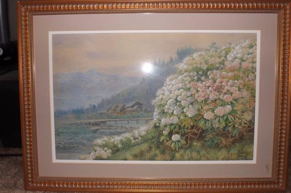 Hydrangea