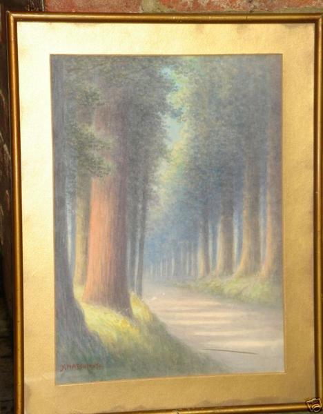 Nikko Pine trees
