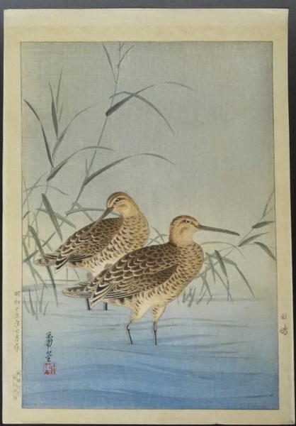 Common Snipe (Gallinago gallinago)