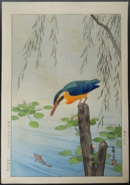 Kingfisher