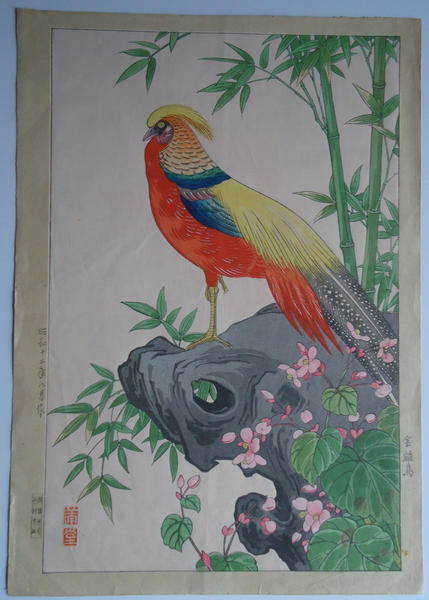 Golden Pheasant (Chrysolophus pictus)