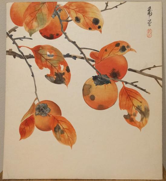 Persimmon