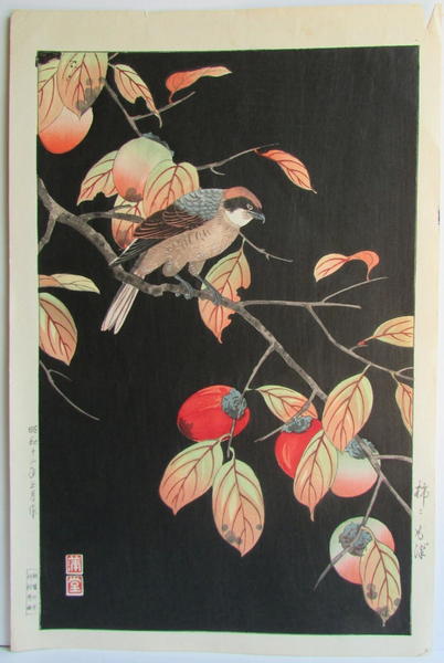 Sparrow Hawk in a Persimmon Tree