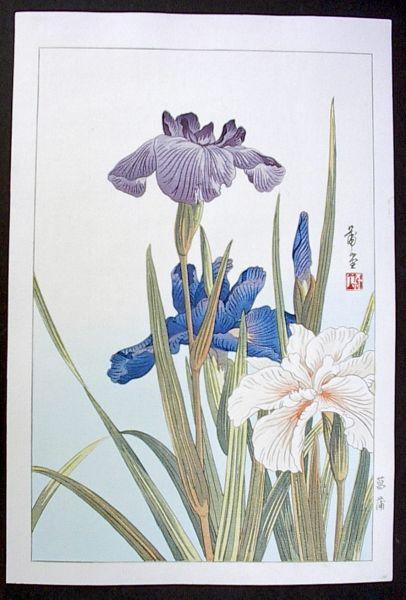 Unknown, Iris
