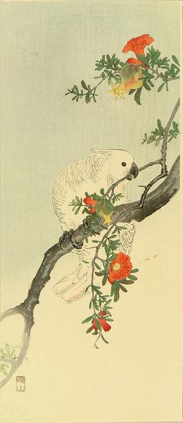 A parakeet perched on a pomegranate branch