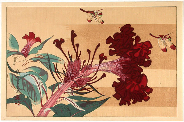 Dragonflies and flowers