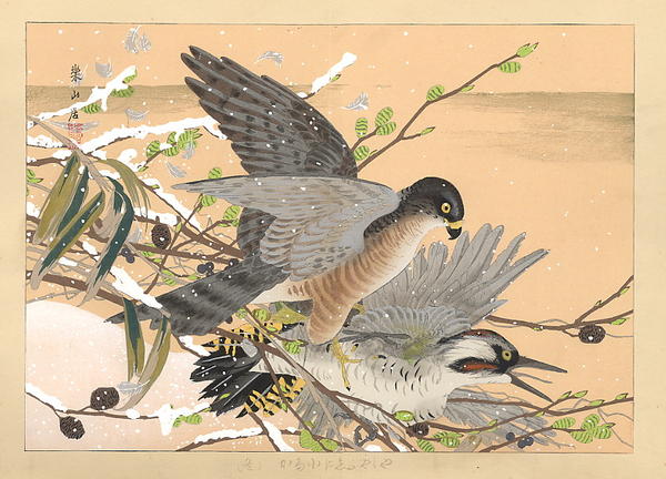 Hawk attacking