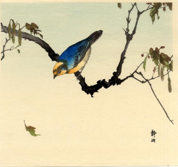 Finch on Plane Tree