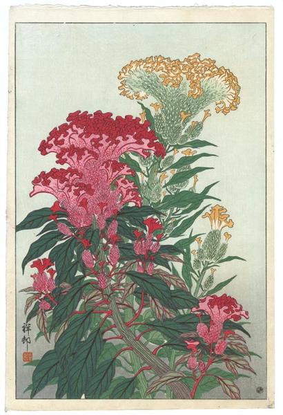 Flowering Coxcomb