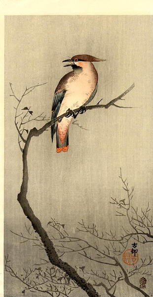 Japanese Waxwing