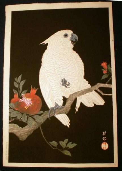 Parrot and Pomegranate- Cockatoo