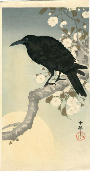 Raven in Spring