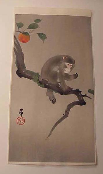 monkey in the persimmon tree