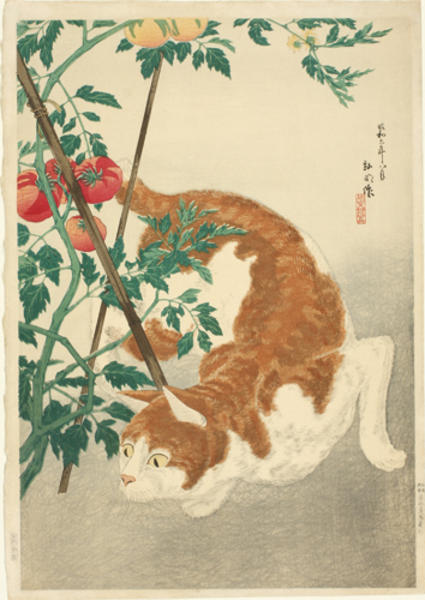 Brown Cat And Tomato Plant