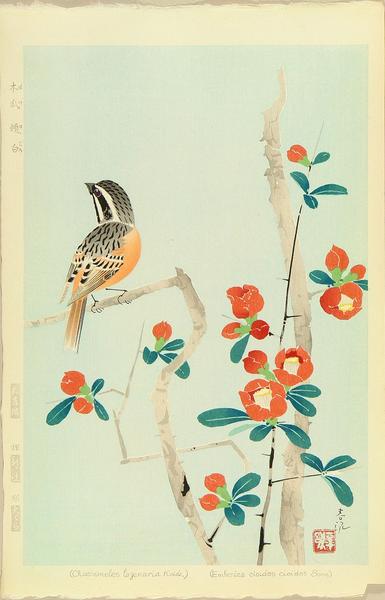 Meadow Bunting and Flowering Quince