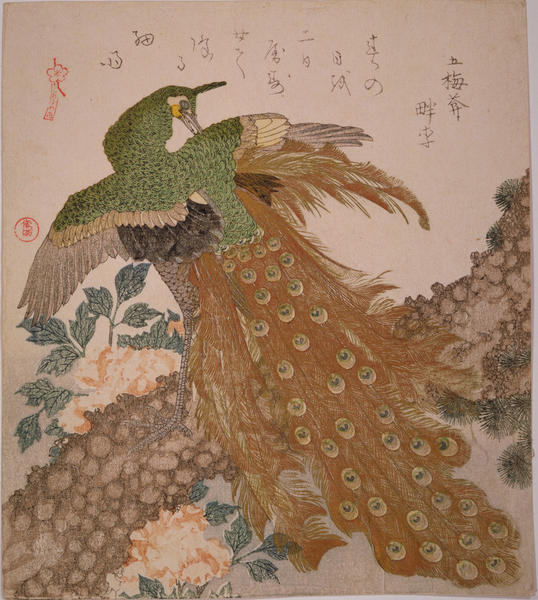 Peacock and Penoies