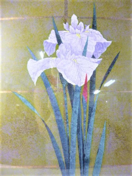 Iris No 53