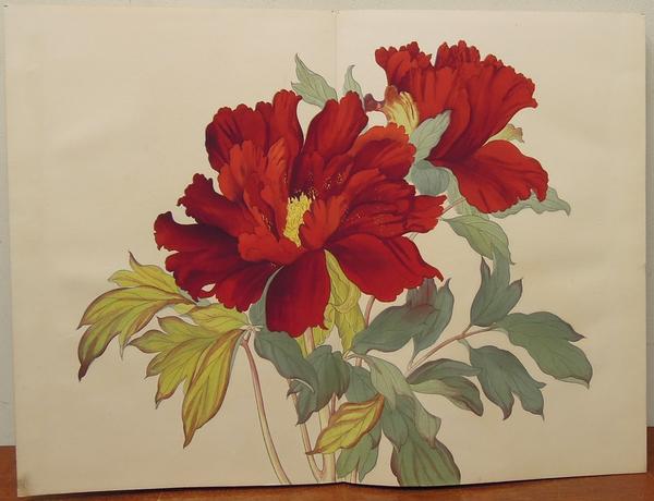 Eastern Brocade Peony