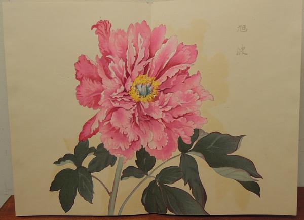 Rays of the Morning Sun Peony